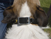 Canny Collar Size 2