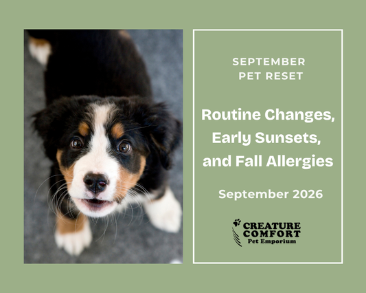 September Pet Reset: Routine Changes, Early Sunsets, and Fall Allergies