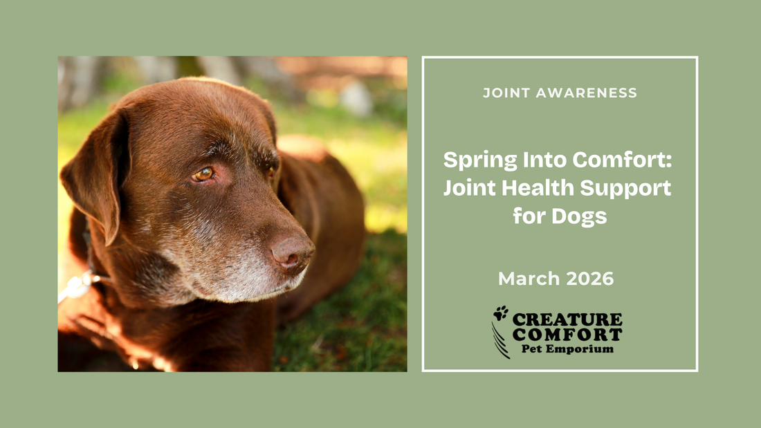 Spring Into Comfort: Joint Health Support for Dogs (and Why Quality Matters)