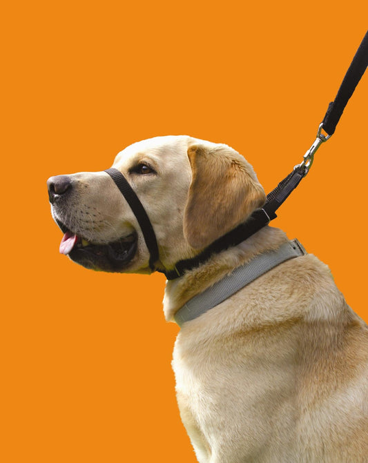 The Champ Walkmaster Canny Collar