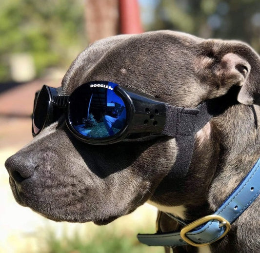 Doggles Goggles Extra Large Black SALE