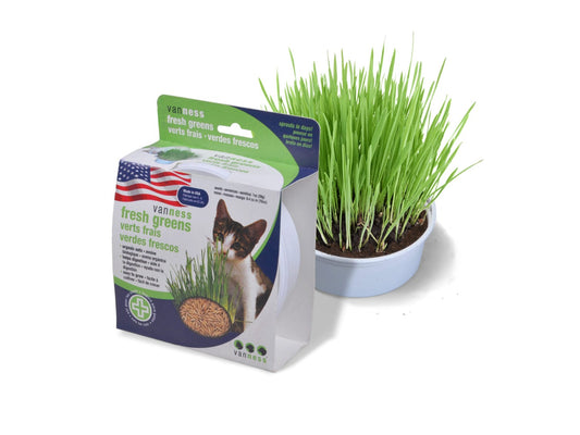 Vanness Oat Grass